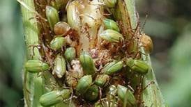 Corn rootworm management webinar is March 26