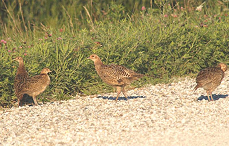 Pheasant season opens Saturday Creston News