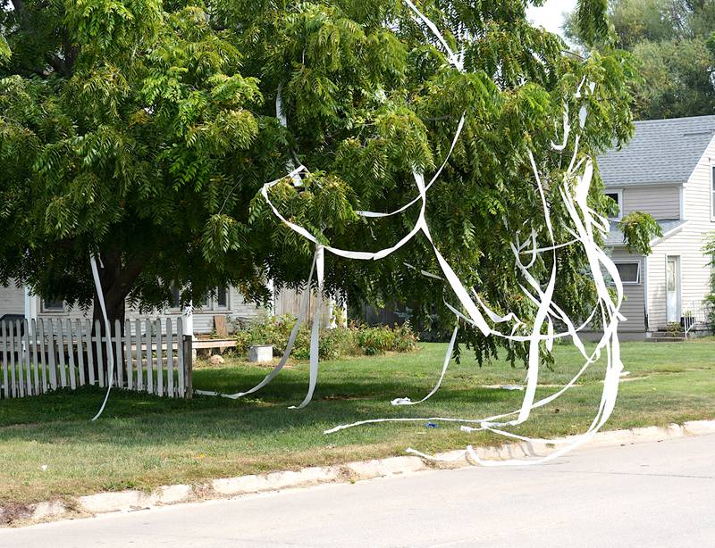 Toilet paper hangs from trees on a property on Filmore Street. The entire street received a TP makeover last night in what has become a tradition for the fall season.