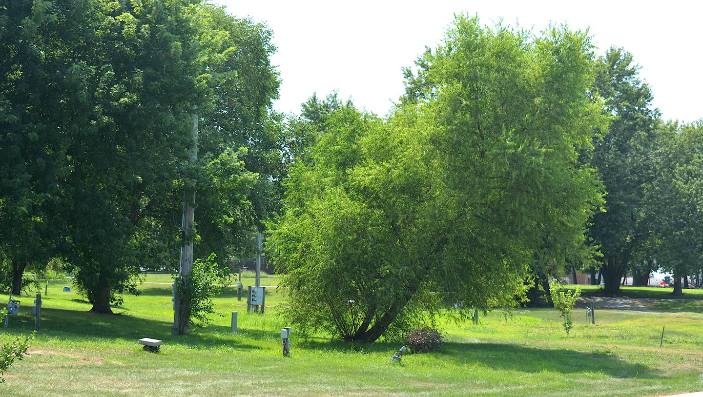 The plot of land east of Grace Street, where mobile homes will be placed and available starting in September. An open house will be scheduled some time before then.